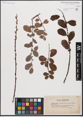 Foto von Salix aurita L.